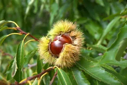 Castanea 3 AdobeStock 383093817